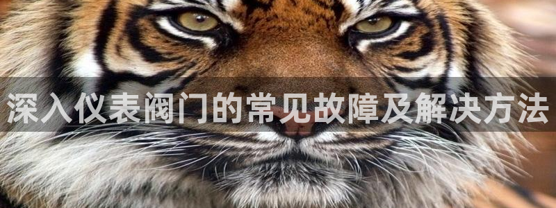新宝gg直